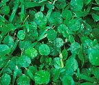 Dollar Weed<br>(Pennywort)